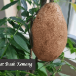Manfaat Buah Kemang