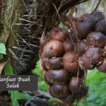 Manfaat Buah Salak