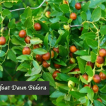 Manfaat Daun Bidara