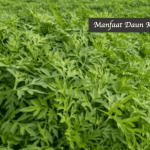 Manfaat Daun Kenikir
