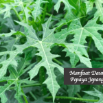 Manfaat Daun Pepaya Jepang