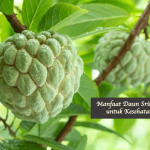 Manfaat Daun Srikaya