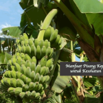 Manfaat Pisang Kepo
