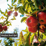 Manfaat Buah Apel