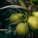 Manfaat Air Kelapa Hijau