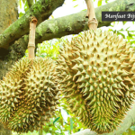 Manfaat Biji Durian